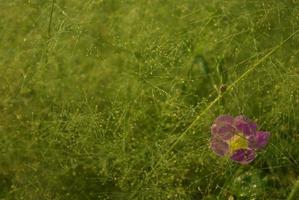 un' rosa fiore nel il cirtococco patene campo foto