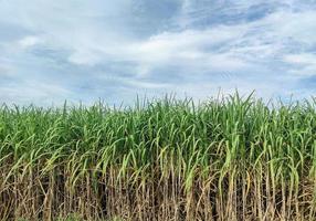 canna da zucchero i campi e blu cielo foto