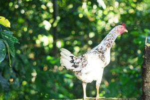 chiken con natura sfondo, selettivo messa a fuoco foto