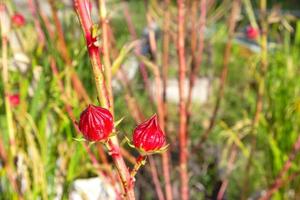 ibisco sabdariffa o Roselle frutta nel giardino foto