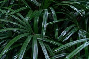modello di foglie verdi, palma da foglia nella foresta foto