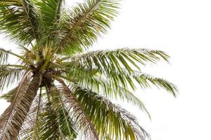 Noce di cocco albero isolato su bianca sfondo foto