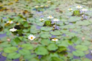 bianca e giallo loto fioritura nel stagno foto