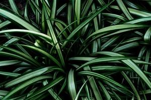 verde le foglie modello per natura concetto, foglia strutturato sfondo, ragno pianta foto