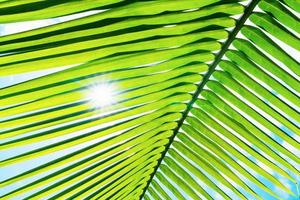 verde le foglie motivo, foglia palma albero con luce del sole foto