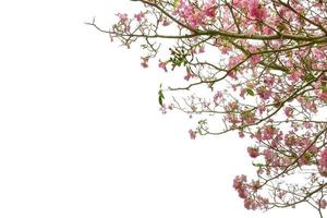 rosa tromba albero o tabebuia rosea isolato su bianca sfondo foto