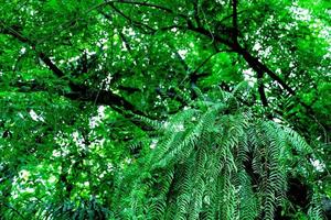 verde le foglie motivo, foglia di nefrolepis felce su albero foto