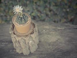 fiore fioritura di cactus nel un' fiore pentola su il rivestire di legno, nel il giardino, Vintage ▾ stile foto