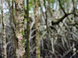 vicino su immagine di il mangrovia albero. può vedere il bellissimo struttura di legna nel il mangrovia foresta, sfondo struttura foto