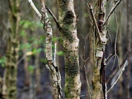 vicino su immagine di il mangrovia albero. può vedere il bellissimo struttura di legna nel il mangrovia foresta, sfondo struttura foto