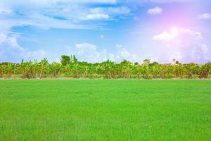 paesaggio di azienda agricola riso campo di mais nel Tailandia. foto