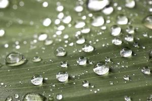 un'immagine di erba con gocce di pioggia