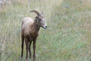 Wyoming, Stati Uniti d'America. giovane grande corno pecora, Ovis canadese, su un' pendio nel Wyoming foto