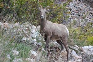 grande corno pecora, Ovis canadese, su un' pendio nel Wyoming foto