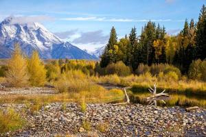 Wyoming, Stati Uniti d'America. morto albero nel il serpente fiume foto