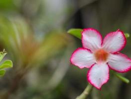 rosso e bianca fiori siamo frangipani fiori sfocatura bokeh foto