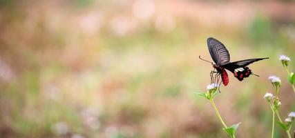 farfalla e fiore natura con sfocato sfondo foto