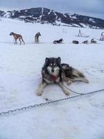 slitta cani riposo nel il neve foto