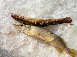 pescato stagno louch e luccio su il ghiaccio foto