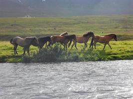 islandese cavallo in piedi nel verde montagna paesaggio foto