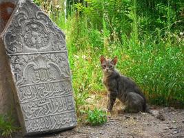 senza casa gatto seduta Il prossimo per un' tomba pietra foto