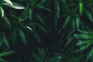 avvicinamento di verde le foglie nel buio toni come natue sfondo utilizzando come sfondo sfondo e copertina pagina concetto. foto
