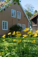 un' affascinante agriturismo circondato di aiuole nel Norvegia. foto