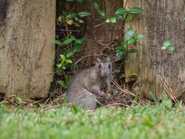 un' ratto foraggiamento per cibo lungo un' giardino recinto nel Texas. foto