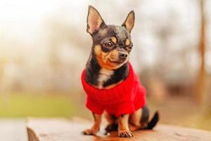 il cane si siede su il sfondo di natura. chihuahua indossare un' rosso maglione. foto