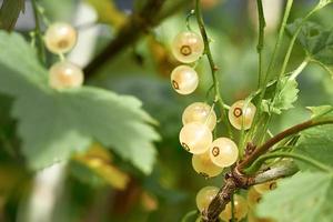 rami di bianca ribes. maturo delizioso frutti di bosco illuminato di luce del sole. foto