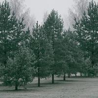 giovane pini nel il parco coperto con brina contro il grigio cielo nel il nebbia. foto