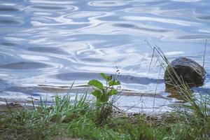 luminosa verde erba con asciutto florals in movimento nel il vento a davanti di lago ondulato acqua su estate giorno foto