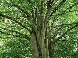 un' molto vecchio contorto albero con molti radici. foto