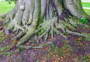 un' molto vecchio contorto albero con molti radici. foto