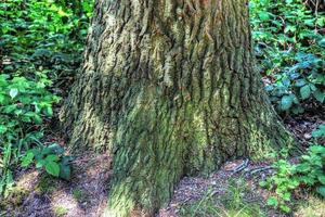 un vecchio tronco d'albero in un ambiente paesaggistico forestale europeo foto