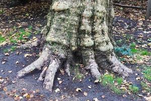 un vecchio tronco d'albero in un ambiente paesaggistico forestale europeo foto