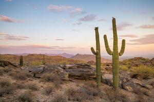 Visualizza di Fenice con saguaro cactus foto