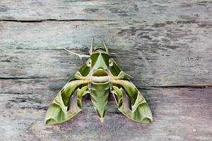 il oleandro falco falena o esercito verde falena, è un' falena di il famiglia sfingidi arroccato su un' di legno pavimento. foto