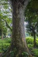 il maggiore albero nel il foresta con un' verdura Visualizza foto