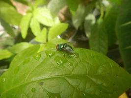 mosca verde appollaiata sulla foglia foto