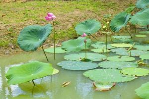 rosa loto fioritura le foglie verde nel acqua giardino Sud Tailandia foto