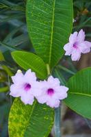 messicano campanula viola fioritura nel Tailandia parco giardino foto