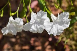 bellissimo bianca messicano campanula fioritura e petali nel un' tailandese giardino foto
