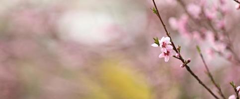 rosa pesca fiore fiori nel primavera stagione. bellissimo pesca fiori ondeggiare nel il vento. bellissimo luminosa rosa fioritura pesca fiori su il rami. avvicinamento foto