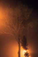 nebbia a notte strada e arancia alberi foto