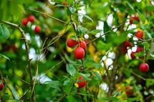 rosso mirabelle prunus cerasifera nel il vecchio terra Il prossimo per amburgo foto