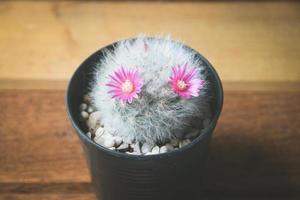 cactus in vaso con fiore. concetto di decorazione di piante domestiche. foto