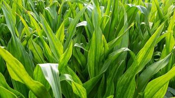 le foglie verde colore e sfocato verdura sfondo nel natura. verde foglia fresco concetto. variegato verde fogliame. foto