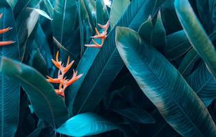 arancia fiore su leggero e buio tropicale foglia natura sfondo.vernice tintura di le foglie e natura sfondo foto