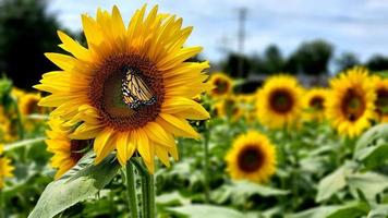 monarca su un' girasole foto